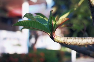 Close-up of fresh green leaves on plant