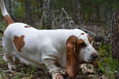 View of a dog on field