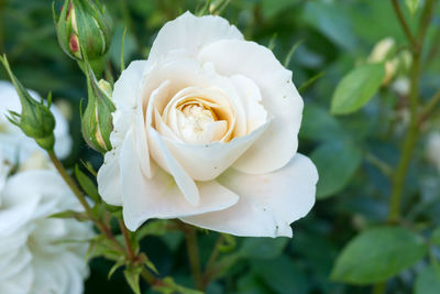 Close-up of white rose