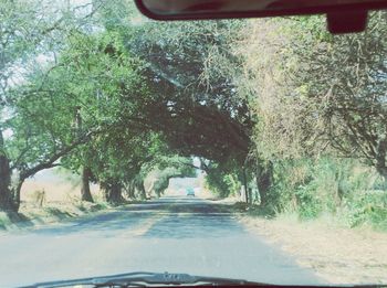 Road passing through trees