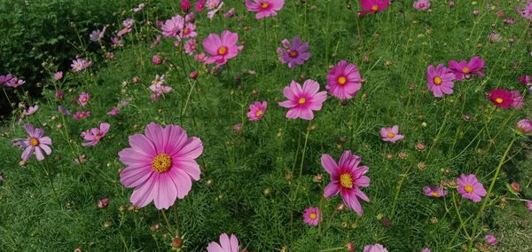 High angle view of pink cosmos flowers on field