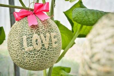 Close-up of love text on muskmelon