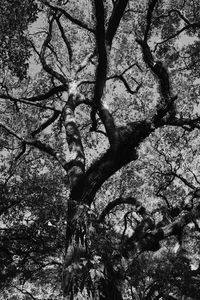 Low angle view of tree against sky