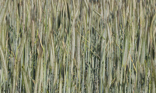 Full frame shot of green plants
