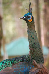 Close-up of a bird