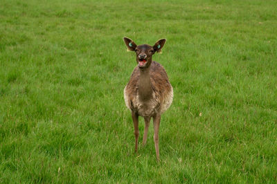 Portrait of rabbit on field