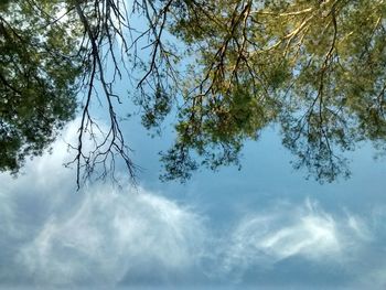 Low angle view of trees against sky