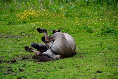 Horse lying on field