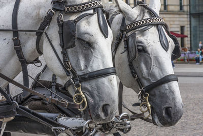 View of horse cart in city