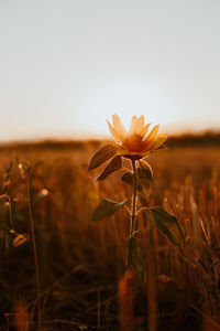 Close-up of flowering plant on field against sky during sunset