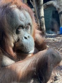 Close-up of gorilla at zoo