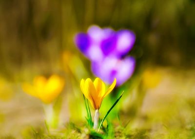 Close-up of purple crocus flowers on field