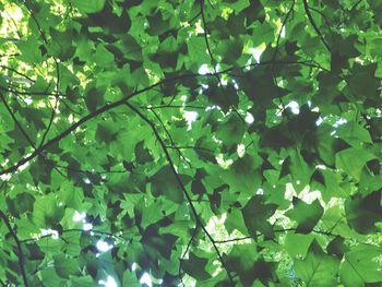 Full frame shot of leaves