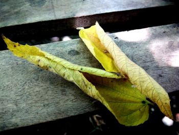 High angle view of yellow leaves on table
