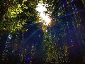 Low angle view of trees in forest