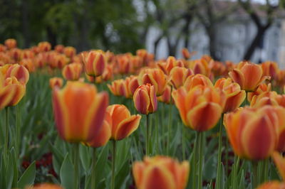 Close-up of orange tulips blooming on field