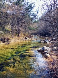 Scenic view of stream in forest
