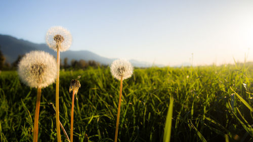 Close-up of flowers growing in field