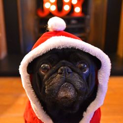 Portrait of pug with hat at home