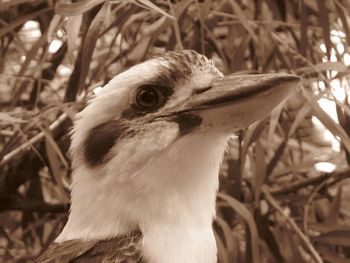 Close-up of a bird looking away