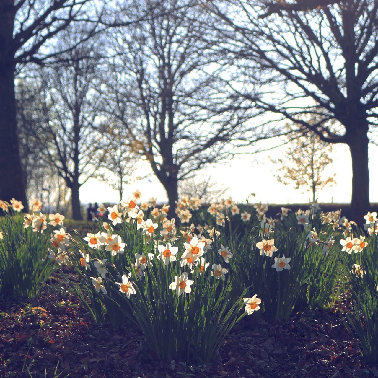 VIEW OF FLOWERING PLANTS IN PARK