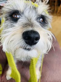 Close-up portrait of dog