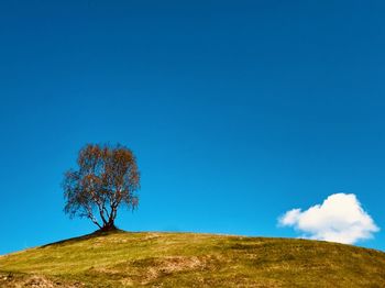 Low angle view of tree on hill against blue sky