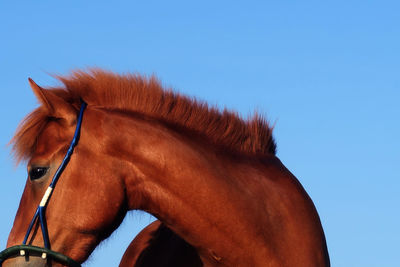 Low angle view of horse against clear blue sky