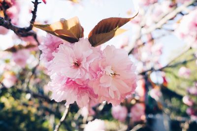 Close-up of pink flowers blooming outdoors