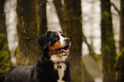 Close-up portrait of dog on tree trunk in forest