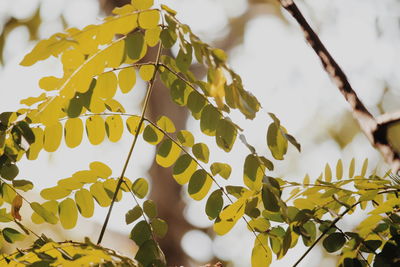 Low angle view of tree against sky