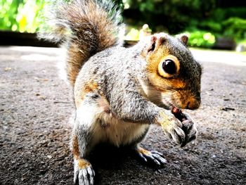 Close-up of squirrel eating