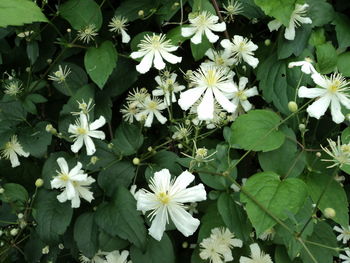 High angle view of white flowering plants