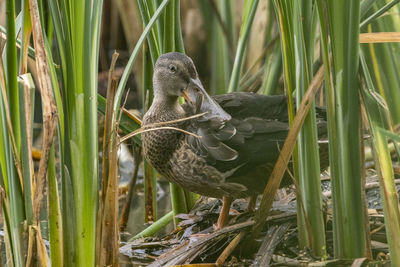 Close-up of bird on grass