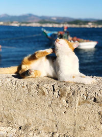 Cat relaxing on retaining wall