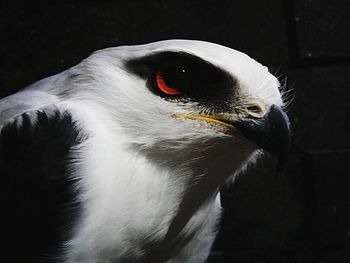 Close-up of bird against black background