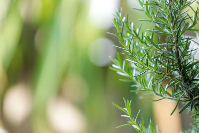 Close-up of pine tree