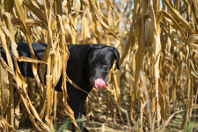 Black dog in a field