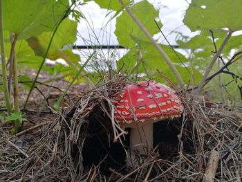 Close-up of mushroom growing on field