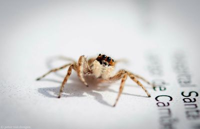 Close-up of spider