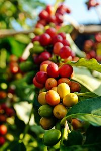 Close-up of fresh fruits on tree