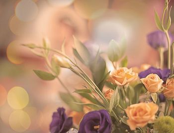 Close-up of flowering plants against blurred background