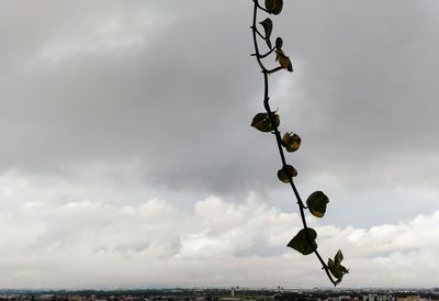 Low angle view of plant hanging against sky