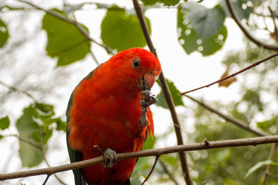 Close-up of parrot perching on tree