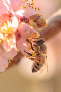 Close-up of bee pollinating flower