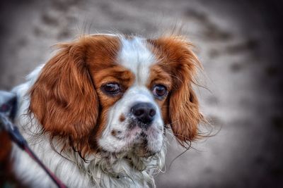 Close-up portrait of dog