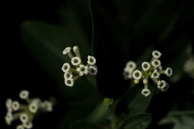 Close-up of flowers against blurred background