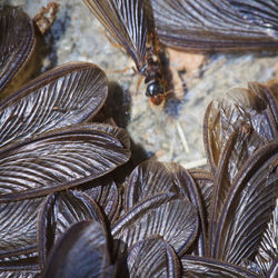 High angle view of dried leaves on table