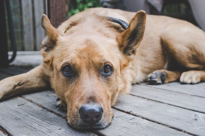 Close-up portrait of dog relaxing outdoors