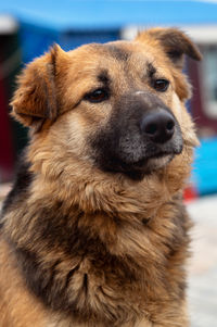 pet